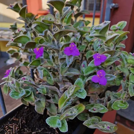 Er Paranco شقة سارزانا