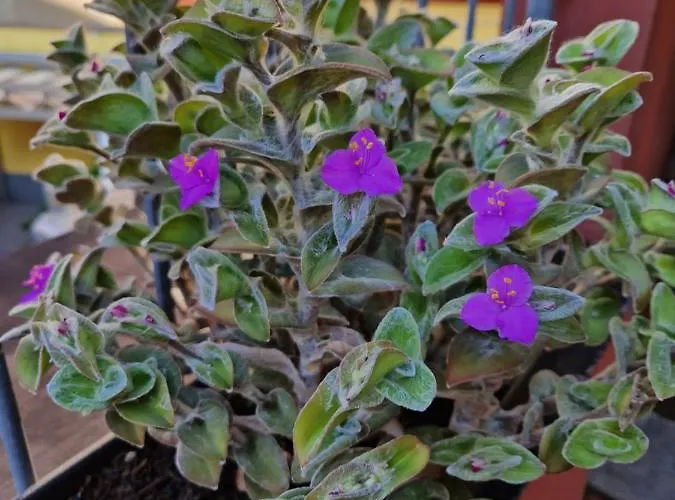 Er Paranco شقة سارزانا